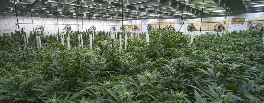 Cannabis Defoliation Explained