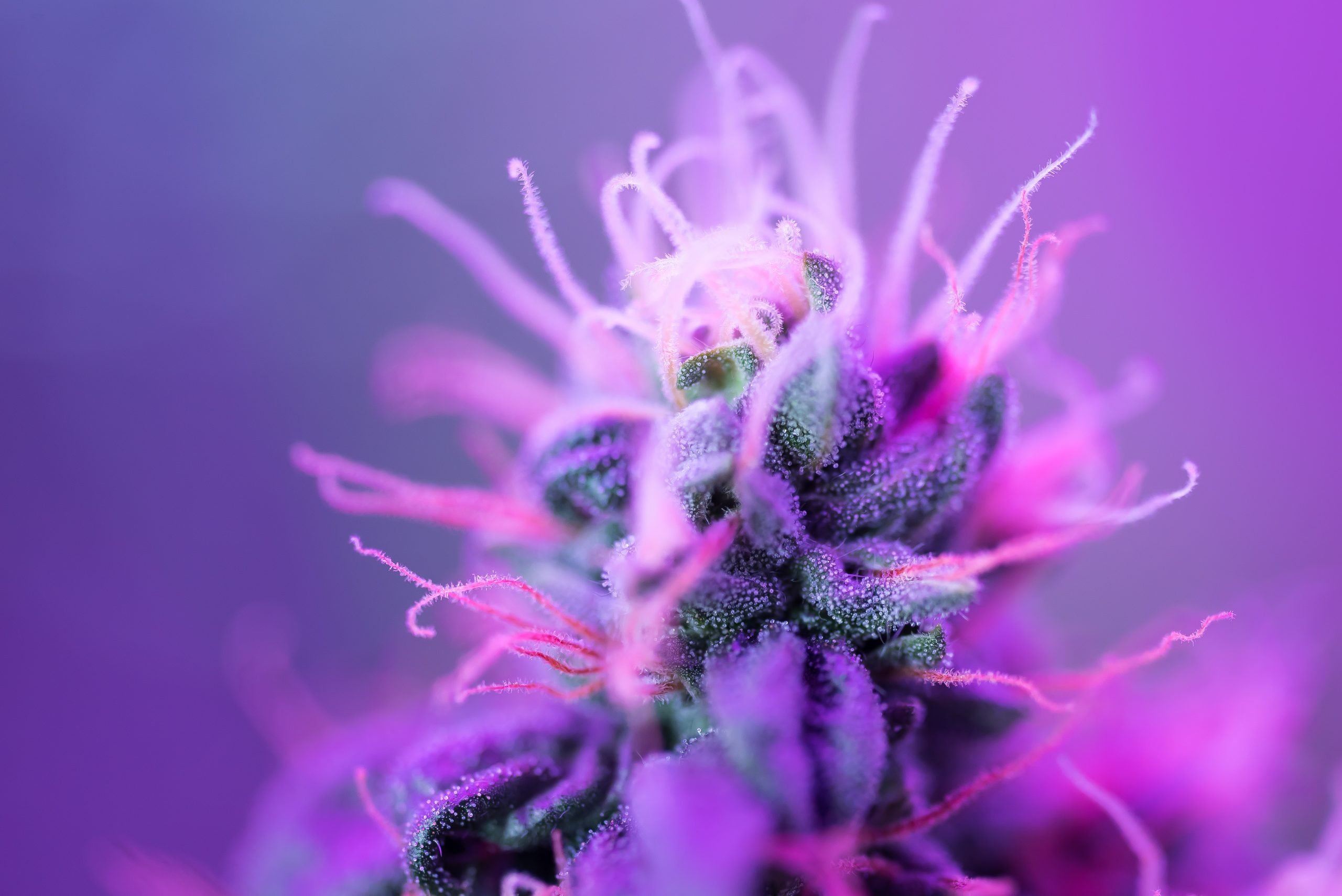 Purple Cannabis Flower: Why It's So Popular and How to Grow It - MARY JANE'S  FRIENDS & CO.